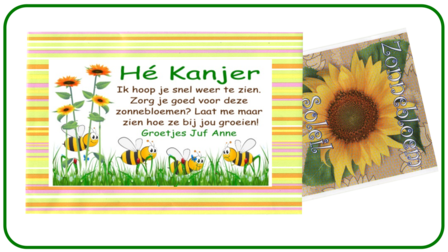 Happy stripes Zonnebloem