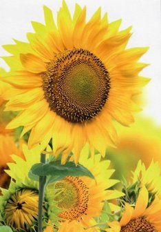 Here comes the Sun -Personal