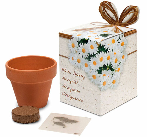 Greengift displaydoos 40x Margriet 