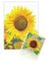 Wenskaart-zonnebloem-1